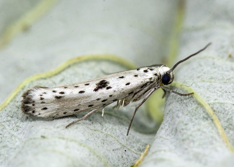 Yponomeutidae: Yponomeuta plumbella